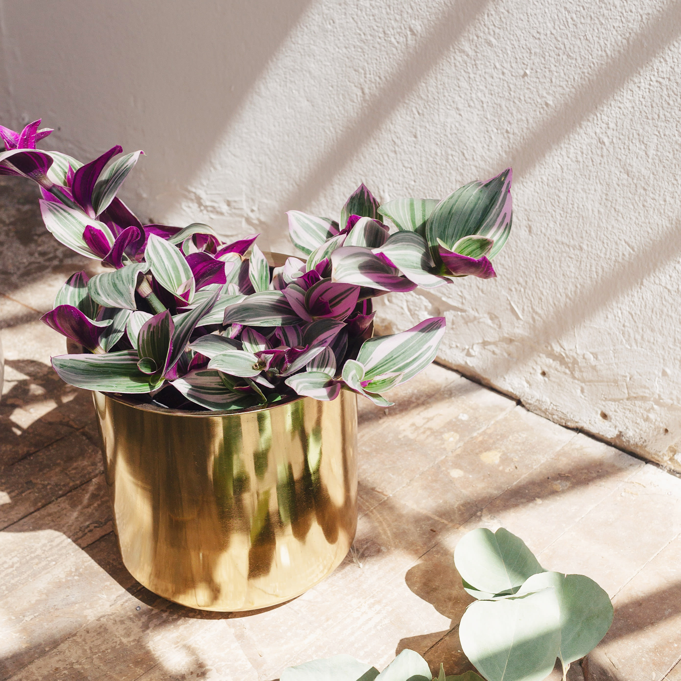 Tradescantia zebrina - Imagen 3